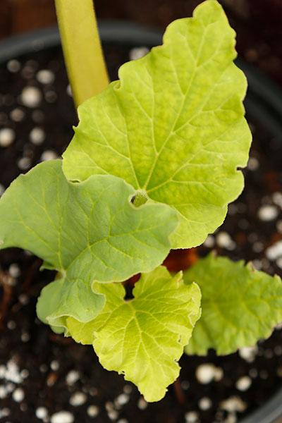 Rhubarb leaf